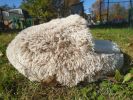 Cat Bed Round Soft Plush Burrowing Cave Hooded Cat Bed Donut for Dogs & Cats, Faux Fur Cuddler Round Comfortable Self Warming pet Bed