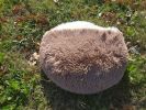 Cat Bed Round Soft Plush Burrowing Cave Hooded Cat Bed Donut for Dogs & Cats, Faux Fur Cuddler Round Comfortable Self Warming pet Bed